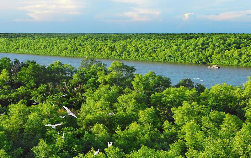 Mangrove waterways and wetland