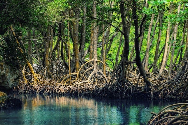 Can Gio’s mangroves