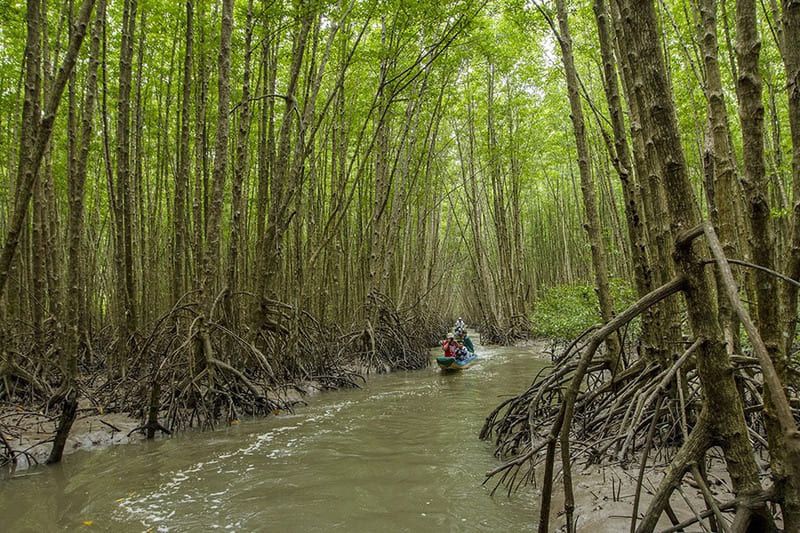 Mangrove roots
