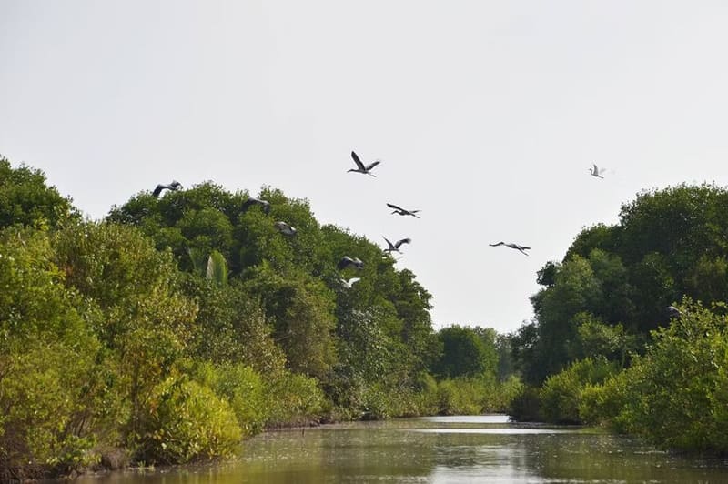 Can Gio Mangrove Forest