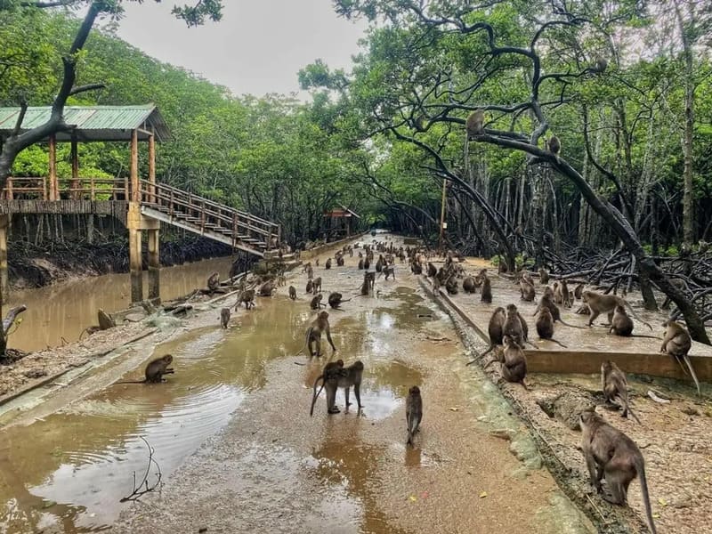 Monkey Island