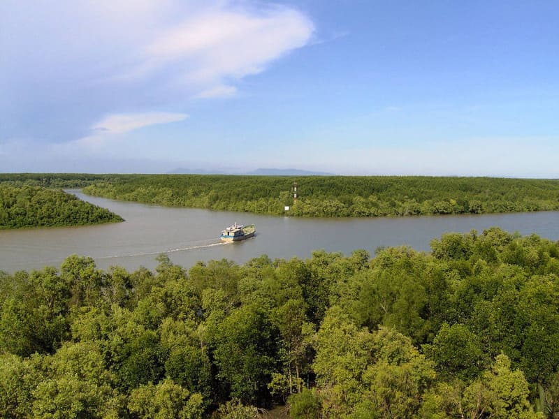 Can Gio Mangrove Forest: Things to Do, Best Time & Tips
