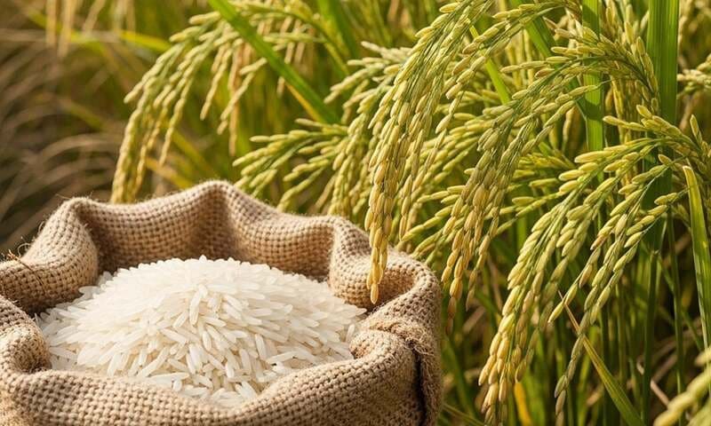 Rice of Vietnamese