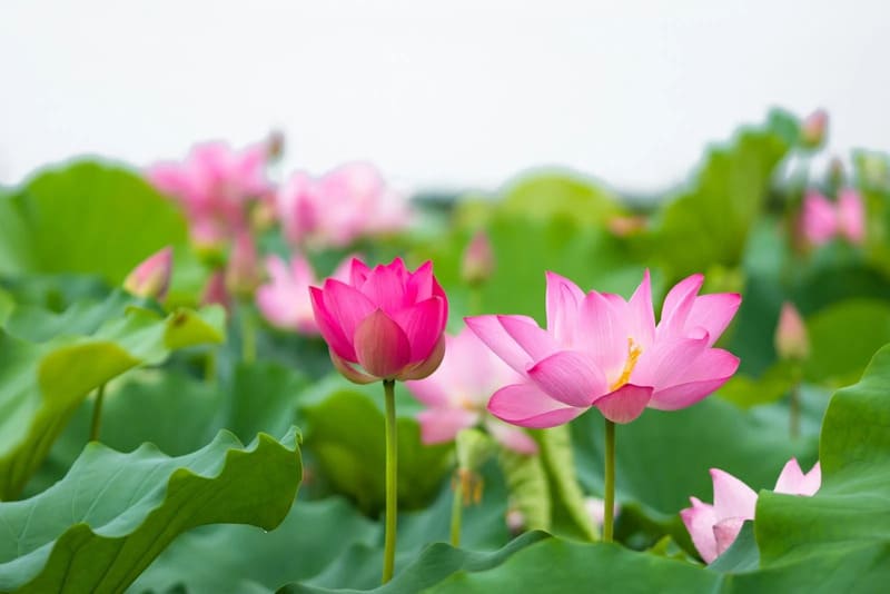  Lotus Vietnam’s