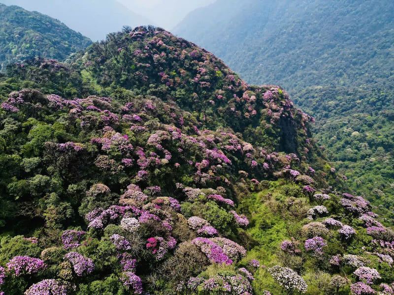 Flowers in Hoang Lien