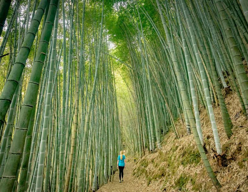 Bamboo forests Sin Chai