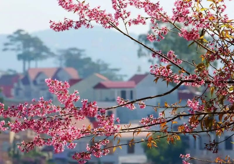 Cherry blossoms bloom across northern Vietnam