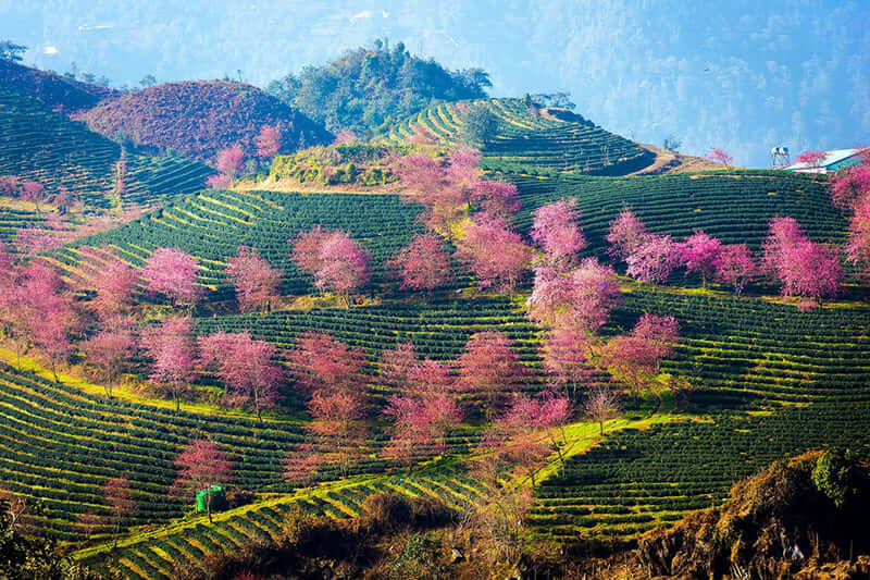 Spring in Vietnam: Top Destinations, Festivals and Tips