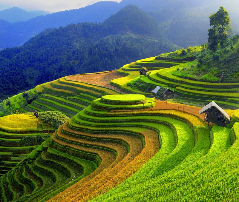 Scenic rice terraces in Mu Cang Chai