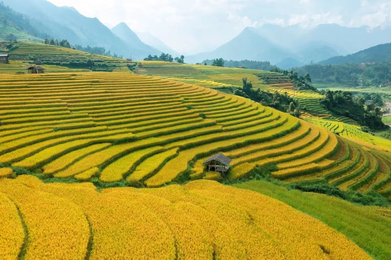 Northern rice terraces glow