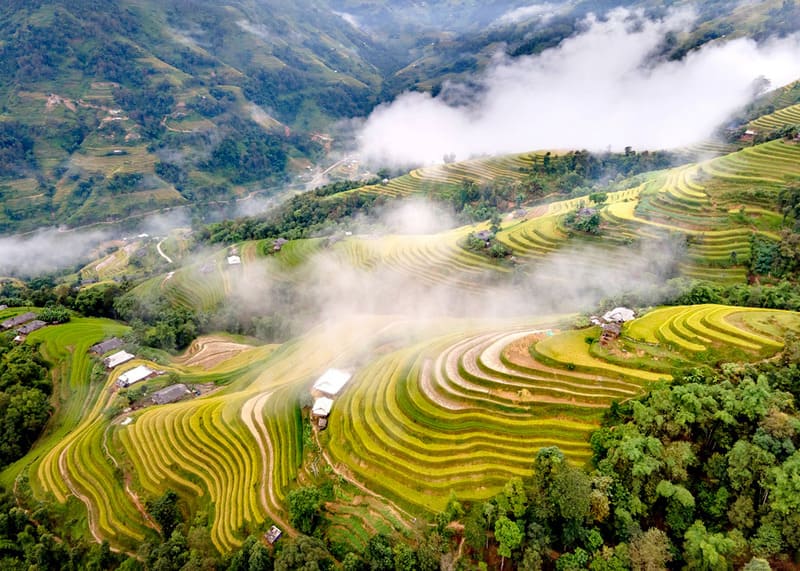 Rice Terraces in Vietnam