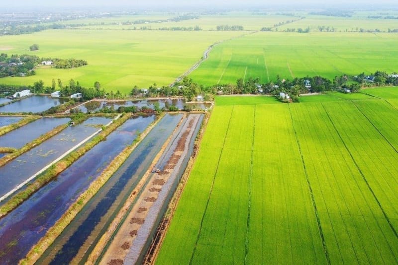 Flat rice paddies in Mekong Delta