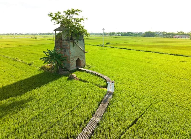 Rice fields near Hoi An Ancient Town