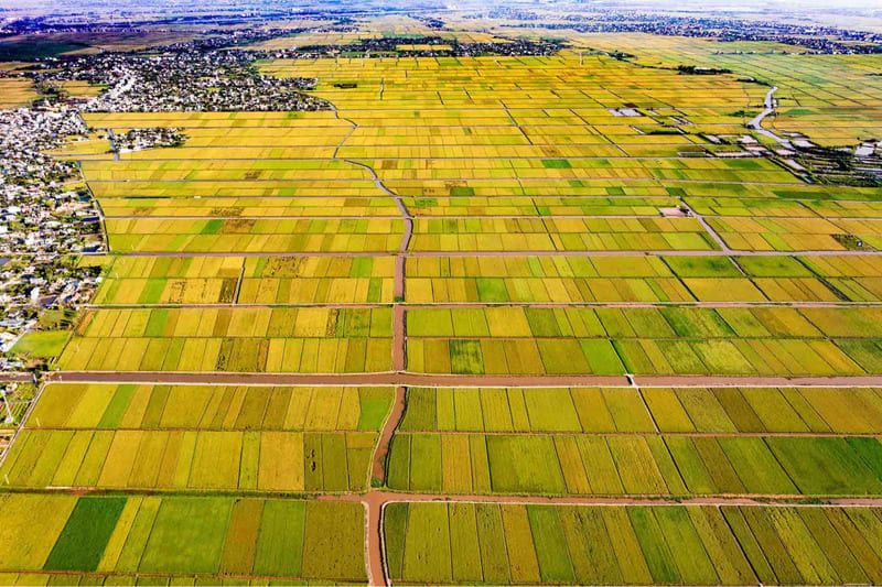 Wide rice fields in rural Thai Binh
