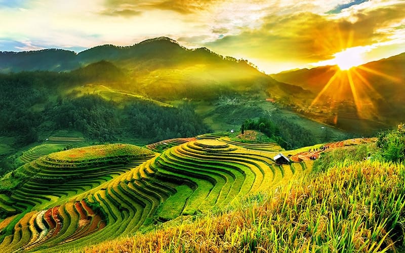 Golden rice terraces in Mu Cang Chai