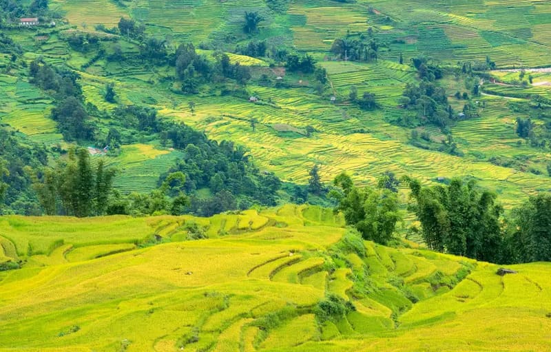Green rice terraces in Y Ty Highlands