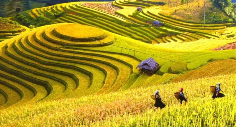 Golden terraces in Ha Giang