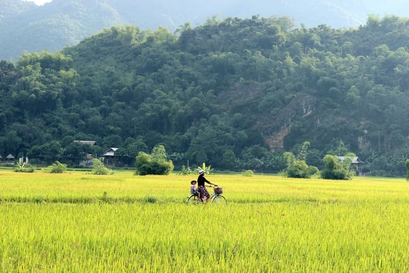 Calm rice fields in Mai Chau Valley