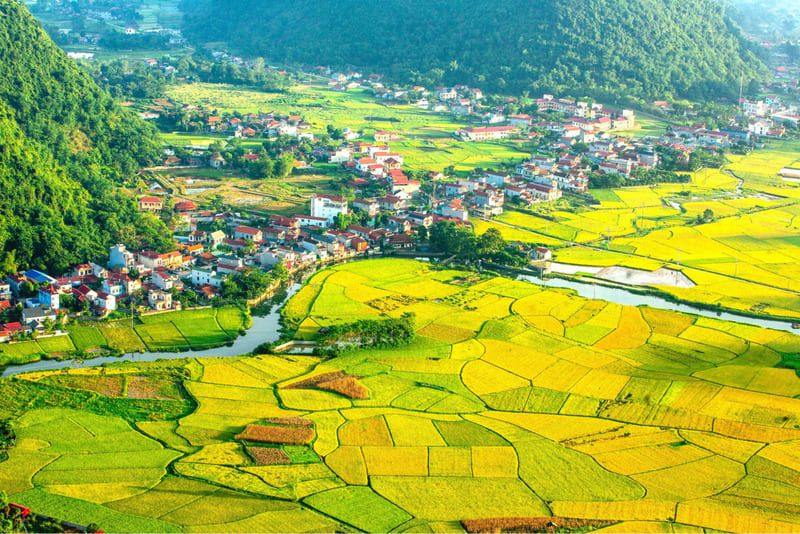 Bac Son Valley’s rice fields