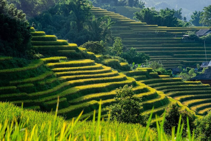 Sapa Rice Fields Guide: Terraces, Views & Villages