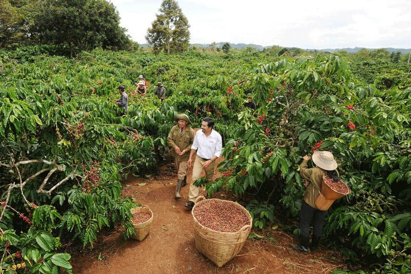 Coffee farms