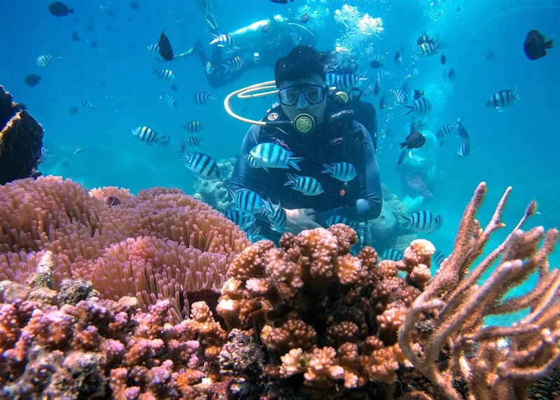 Scuba diving Cham Island