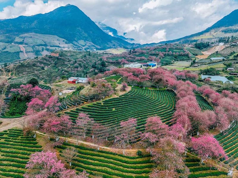Spring colors in Sapa and Ha Giang