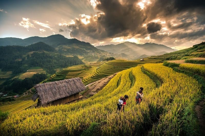 Sapa Rice Terraces