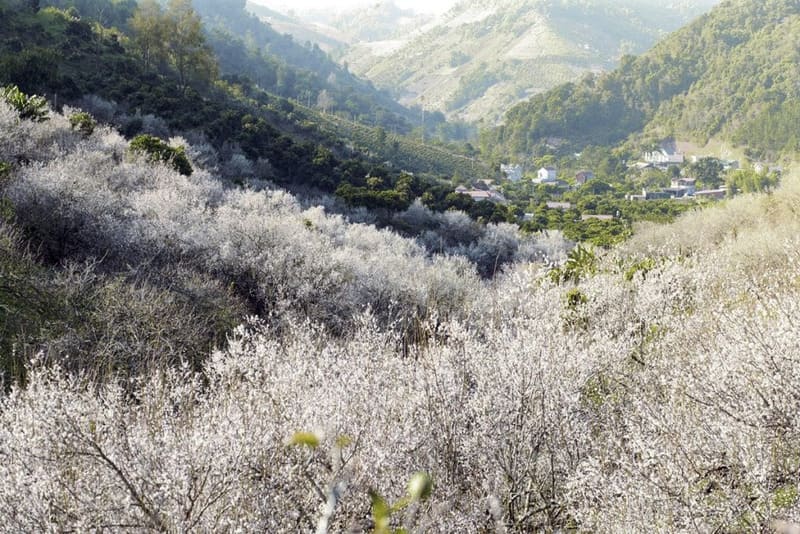 Moc Chau Plateau
