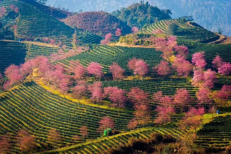 Tea hills scenery near O Quy Ho Pass
