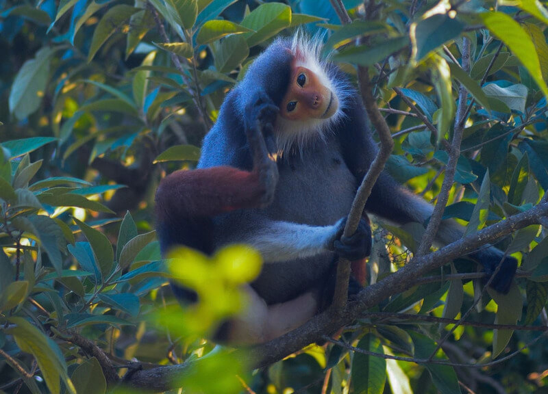 Red-shanked Douc Langur