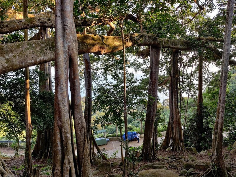 Thousand-Year-Old Banyan tree