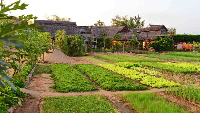 Tra Que Vegetable Village