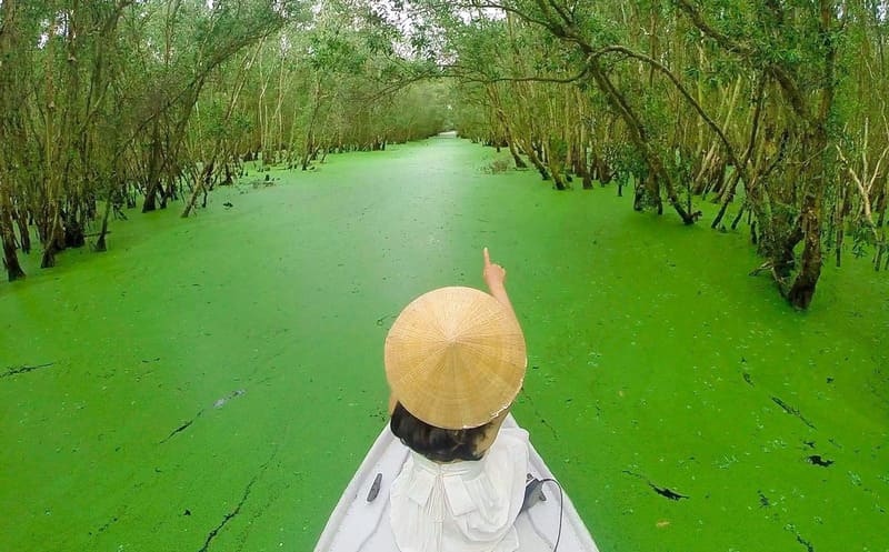 Vietnam's tropical rainforest