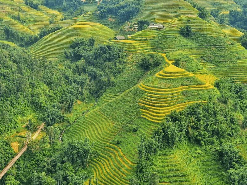 Rice terraces Y Linh Ho