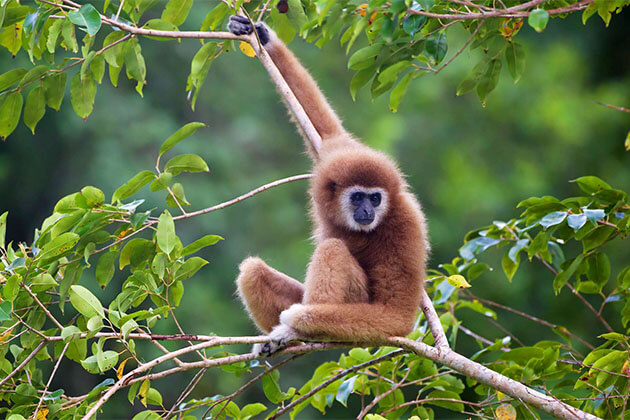 Cat Tien National Park Gibbon Tour & Crocodile lake