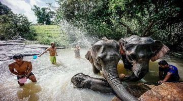 Elephant_Jungle_Sanctuary_Chiang_Mai