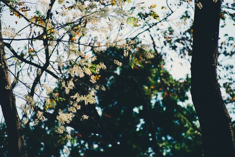 Spring in Hanoi