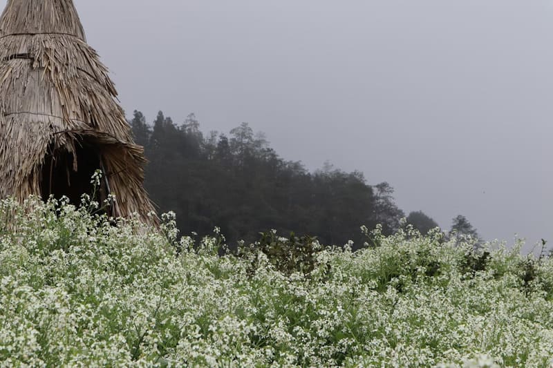 Flowers blooming in Sapa