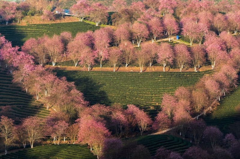 Muoi Dam Peach Forest