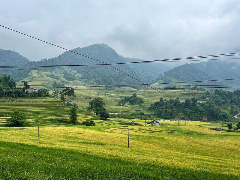 Nam Cang rice fields